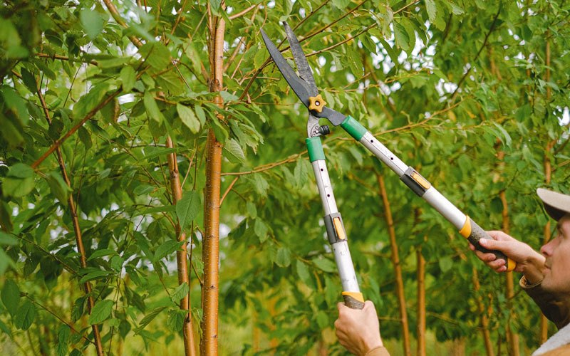 Tree trimming in Johnson, NY