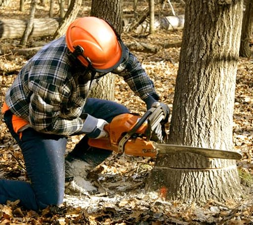 Tree Removal in Johnson, NY